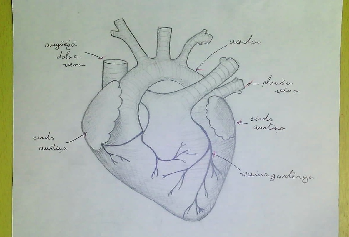 Zīmēšanas nodarbība Anatomijas muzejā. Sirds.